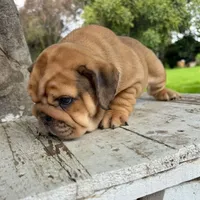 Female, Fawn , a female English Bulldog for sale in Houston, TX – 3 of 7