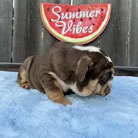 Female, Choco Tri, a female English Bulldog for sale in Houston, TX – 7 of 10