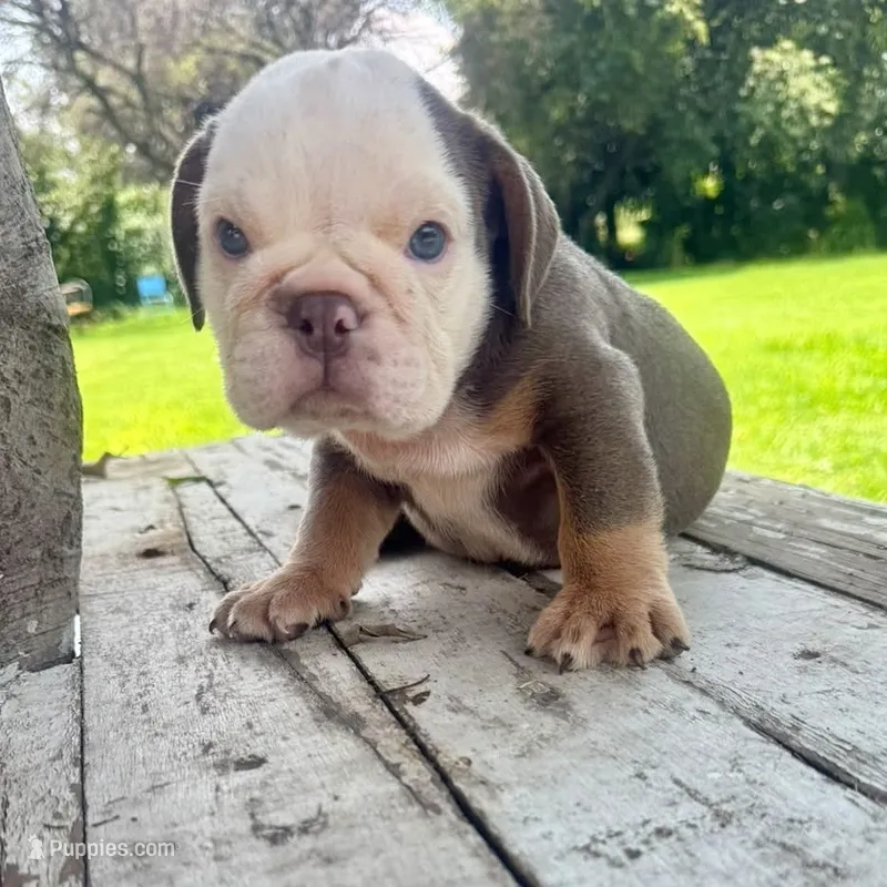 Male, Lilac Tri – English Bulldog puppy for sale in Houston, TX