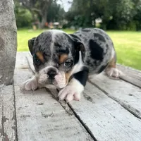 Female, Black Tri Merle, a female English Bulldog for sale in Houston, TX – 5 of 6