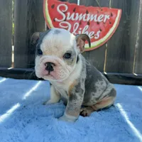 Male, Blue Tri Merle, a male English Bulldog for sale in Houston, TX – 4 of 5
