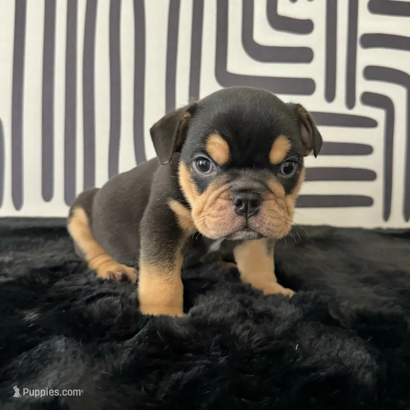 Male, Black Tri – English Bulldog puppy for sale in Houston, TX