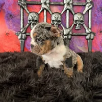 Female, Black Tri Merle, a female English Bulldog for sale in Houston, TX – 4 of 5
