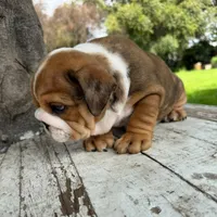 Male, Fawn Merle, a male English Bulldog for sale in Houston, TX – 2 of 5