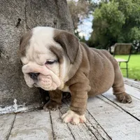 Male, Brown and White, a male English Bulldog for sale in Houston, TX – 1 of 7