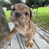 Male, Merle, a male English Bulldog for sale in Houston, TX – 7 of 7