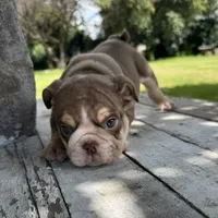 Male, Choco Tri, a male English Bulldog for sale in Houston, TX – 5 of 6