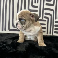 Male, Brindle, a male English Bulldog for sale in Houston, TX – 2 of 9