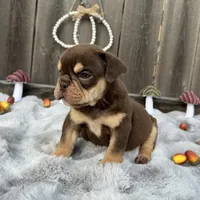 Female, Choco and Tan, a female English Bulldog for sale in Houston, TX – 3 of 6