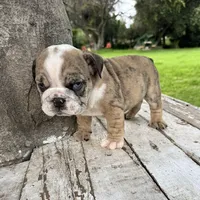 Male, Brindle, a male English Bulldog for sale in Houston, TX – 8 of 8