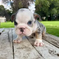 Female, Blue Tri Merle, a female English Bulldog for sale in Houston, TX – 6 of 7