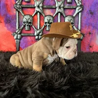 Male, Choco Tri, a male English Bulldog for sale in Houston, TX – 2 of 8