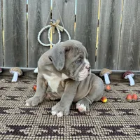 Female, Lilac Tri, a female English Bulldog for sale in Houston, TX – 4 of 6