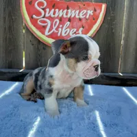 Female, Blue Tri Merle, a female English Bulldog for sale in Houston, TX – 6 of 6