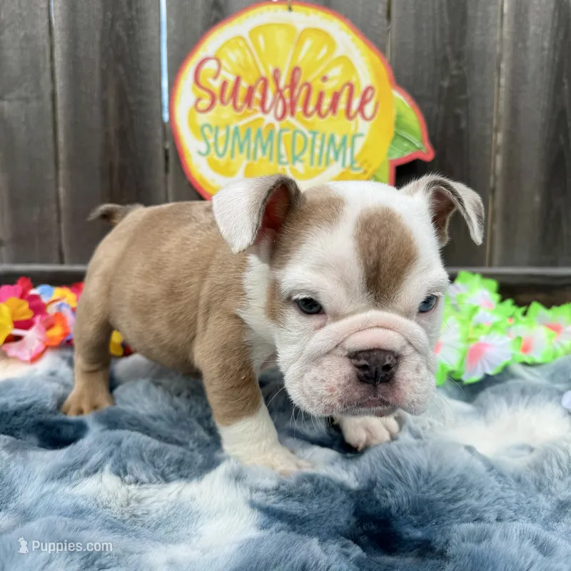 Male, Fawn Merle – English Bulldog puppy for sale in Houston, TX