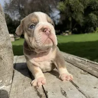 Male, Lilac Tri, a male English Bulldog for sale in Houston, TX – 6 of 6