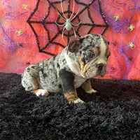 Female, Black Tri Merle, a female English Bulldog for sale in Houston, TX – 2 of 5