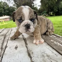 Male, Brindle, a male English Bulldog for sale in Houston, TX – 7 of 8