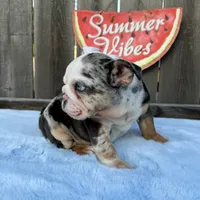 Female , Blue Tri Merle, a female English Bulldog for sale in Houston, TX – 6 of 9