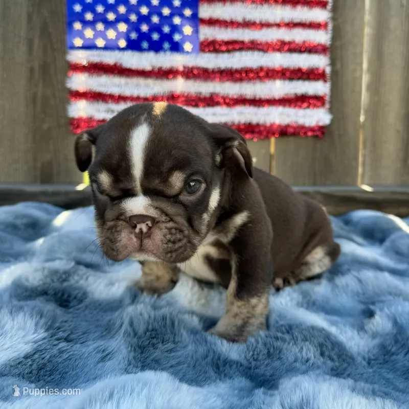 Male, Choco Tri – English Bulldog puppy for sale in Houston, TX