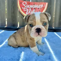 Male, Fawn and White, a male English Bulldog for sale in Houston, TX – 1 of 7