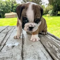 Male, Fawn Tri, a male English Bulldog for sale in Houston, TX – 2 of 7