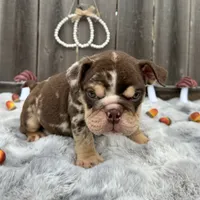 Female, Choco Tri, a female English Bulldog for sale in Houston, TX – 1 of 8