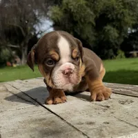 Male, Choco Tri, a male English Bulldog for sale in Houston, TX – 2 of 6