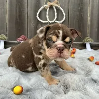 Female, Choco Tri, a female English Bulldog for sale in Houston, TX – 7 of 8