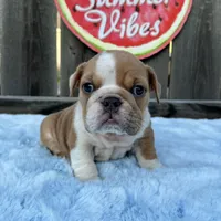 Male, Lilac and White, a male English Bulldog for sale in Houston, TX – 5 of 6