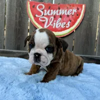 Male, Brindle, a male English Bulldog for sale in Houston, TX – 8 of 9