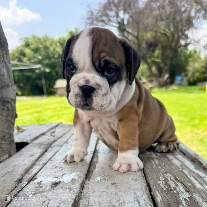 Male, Fawn Tri – English Bulldog puppy for sale in Houston, TX
