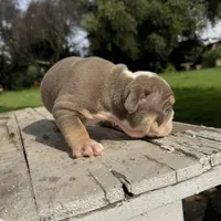 Female, Lilac Tri , a female English Bulldog for sale in Houston, TX – 6 of 6