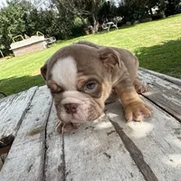 Male, Choco Tri, a male English Bulldog for sale in Houston, TX – 5 of 6