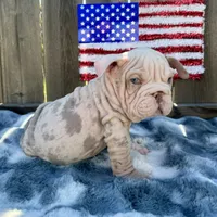 Male, velvet, a male English Bulldog for sale in Houston, TX – 7 of 7