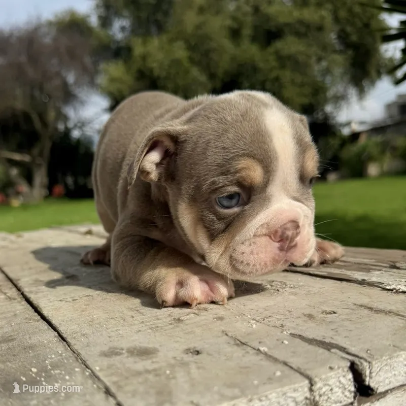 Female, Lilac Tri  – English Bulldog puppy for sale in Houston, TX