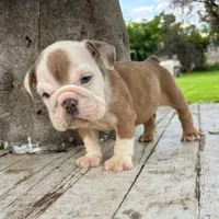 Male, Merle, a male English Bulldog for sale in Houston, TX – 7 of 8