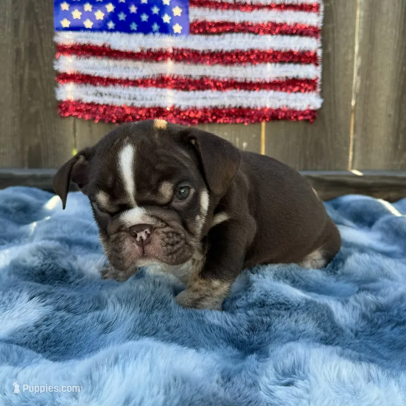 Male, Choco Tri – English Bulldog puppy for sale in Houston, TX