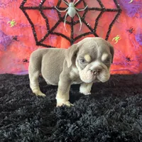 Male, Lilac and Tan, a male English Bulldog for sale in Houston, TX – 4 of 6