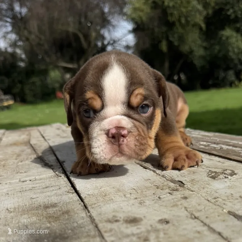 Male, Choco Tri – English Bulldog puppy for sale in Houston, TX