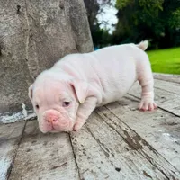 Female, White, a female English Bulldog for sale in Houston, TX – 2 of 4