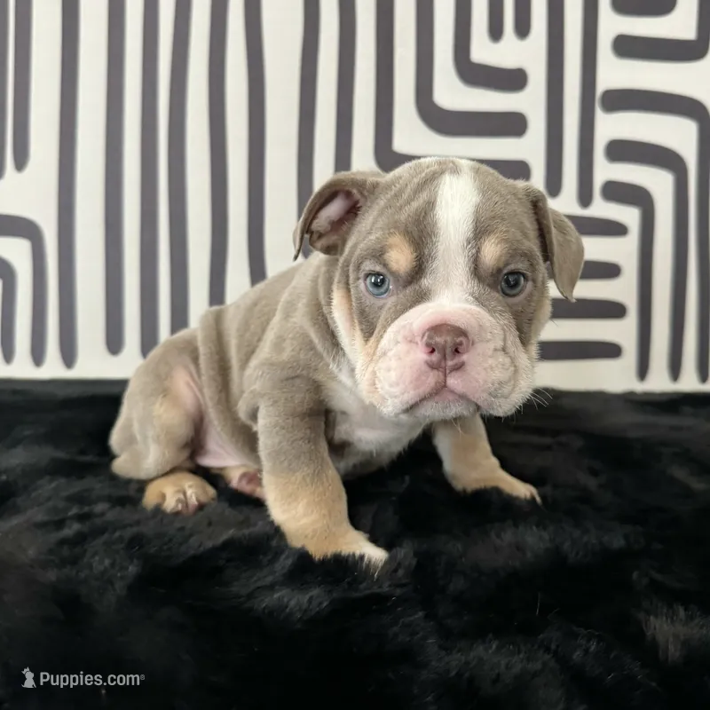 Female, Lilac Tri – English Bulldog puppy for sale in Houston, TX