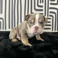 Female, Lilac Tri, a female English Bulldog for sale in Houston, TX – 1 of 6