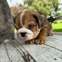 Male, Fawn Merle, a male English Bulldog for sale in Houston, TX – 5 of 5