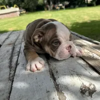 Male, Choco Tri, a male English Bulldog for sale in Houston, TX – 6 of 6