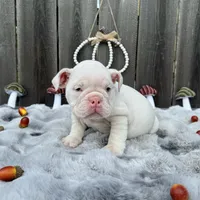 Female, White, a female English Bulldog for sale in Houston, TX – 5 of 6