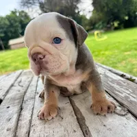 Male, Lilac Tri, a male English Bulldog for sale in Houston, TX – 6 of 10