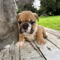 Male, Fawn and White, a male English Bulldog for sale in Houston, TX – 4 of 8