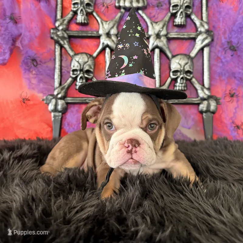 Male, Choco Tri – English Bulldog puppy for sale in Houston, TX