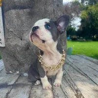 Male, Blue and White, a male French Bulldog for sale in Houston, TX – 4 of 4